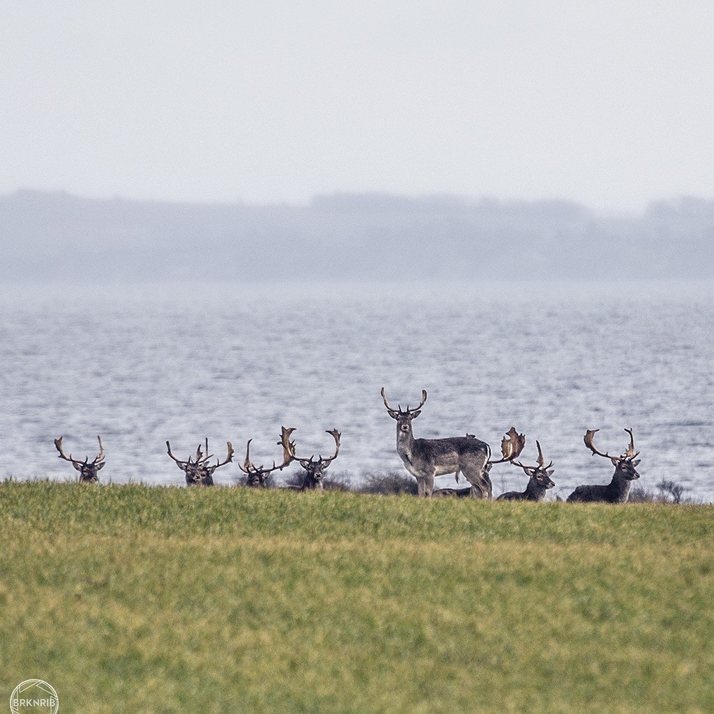 Natur og dyreliv på Livø